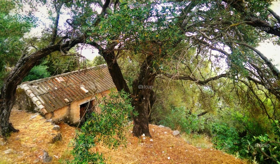 cabin in the woods. derelict house off the road in Nasaki Greece 