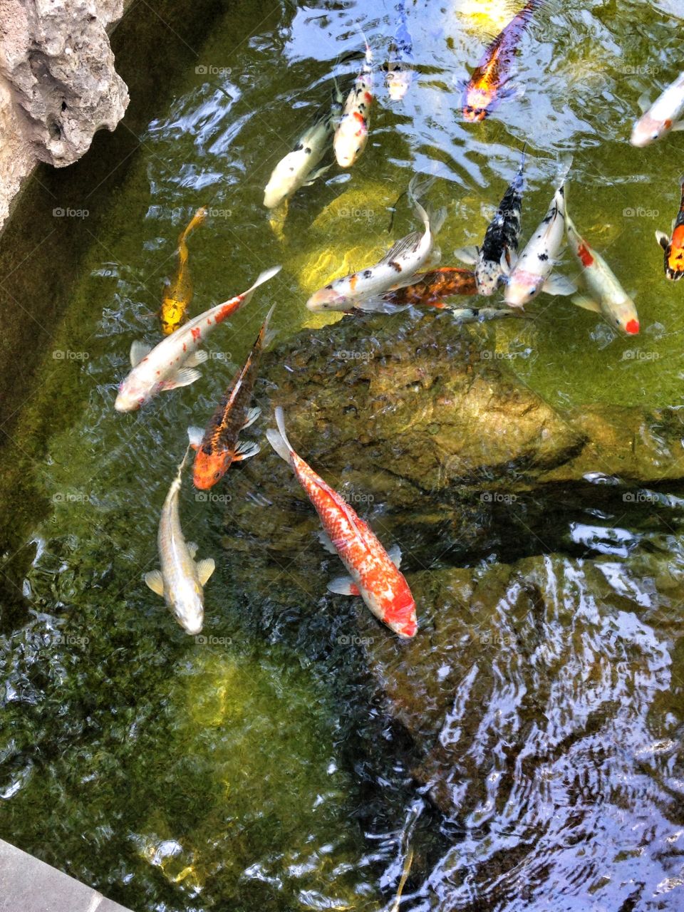 Joys of swimming. Koi in an outdoor garden exhibit 