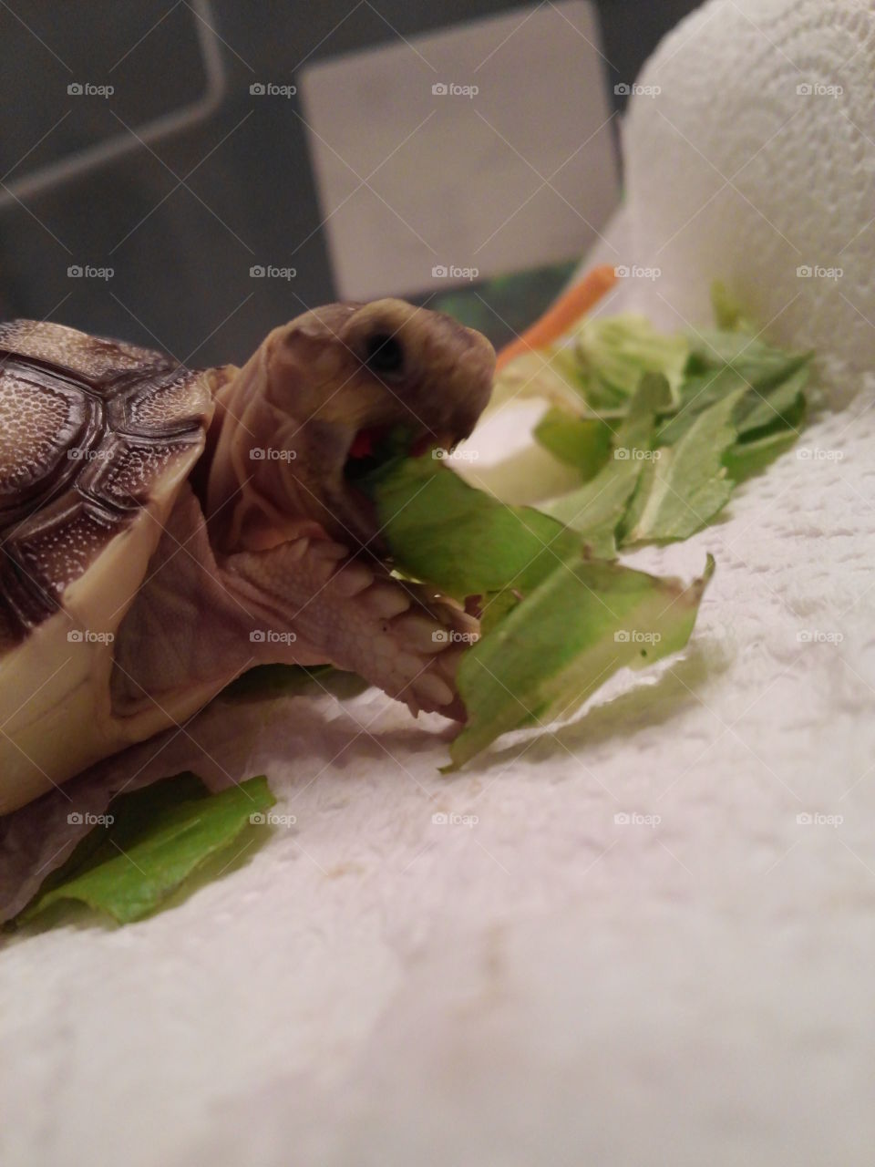 Harold the tortoise