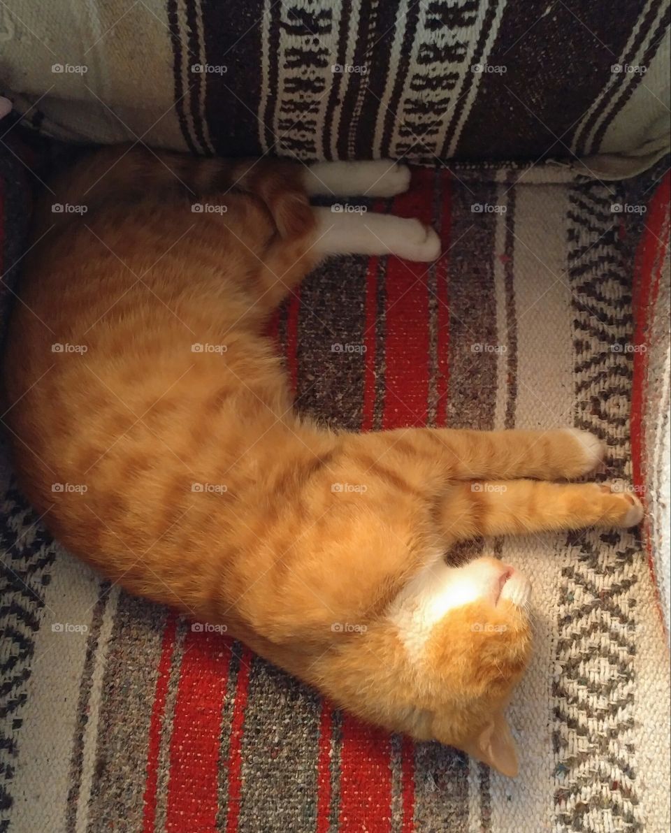 Ginger cat napping