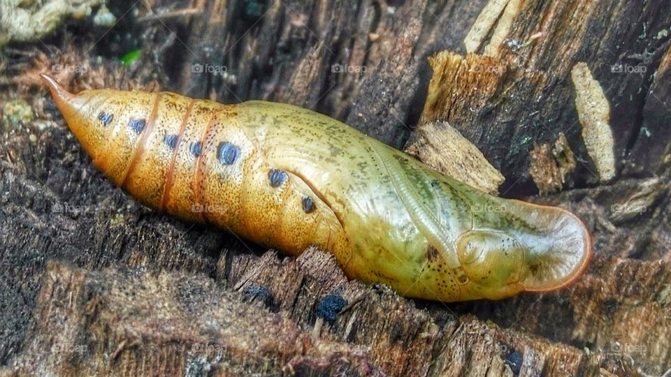 Close-up of caterpillar