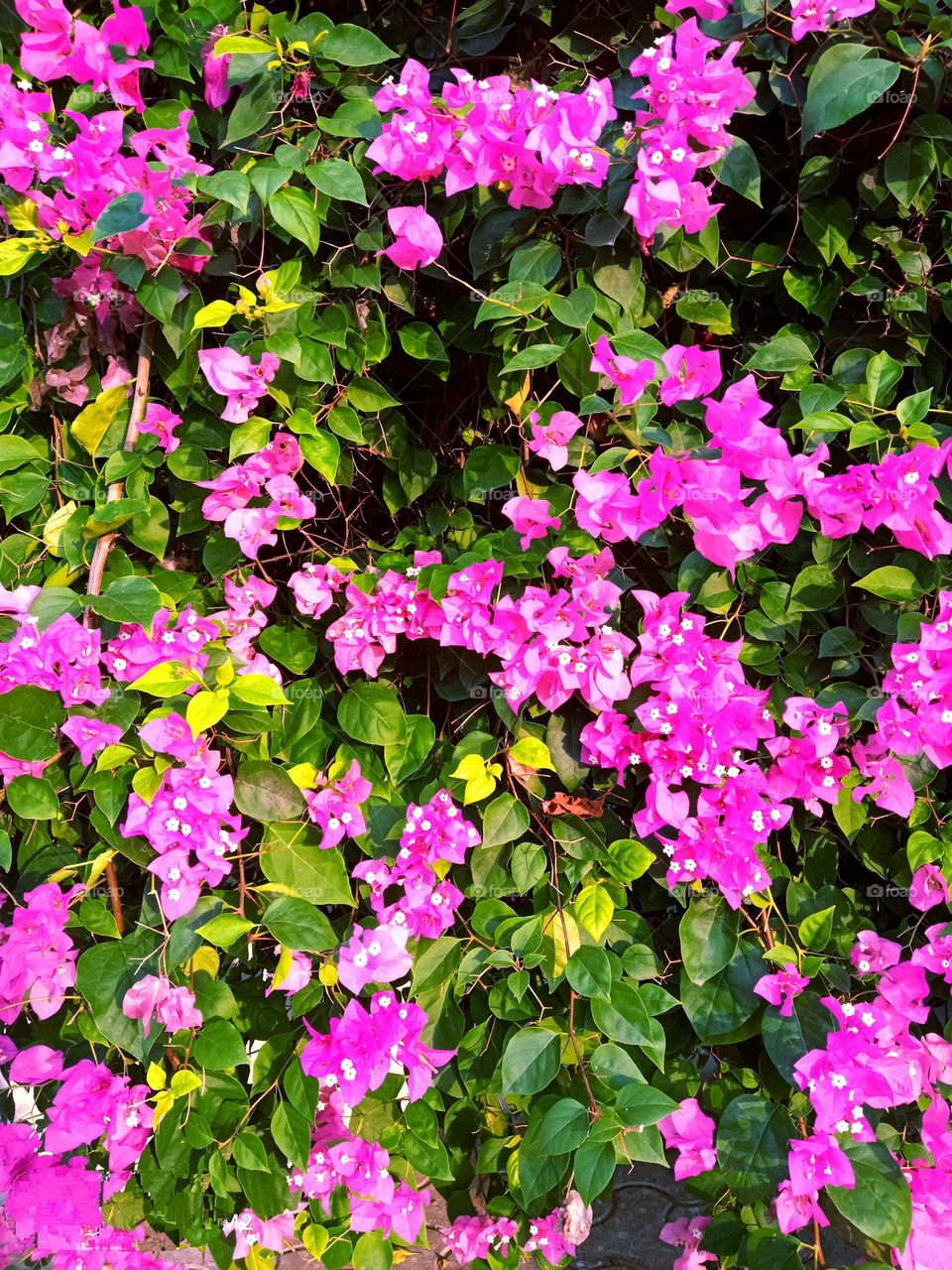 beautiful pink bougainvillea flowers🌸🌺🌻🌹🌷🌼💐