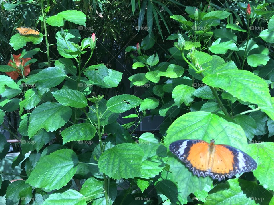 Butterfly and Foliage Background.