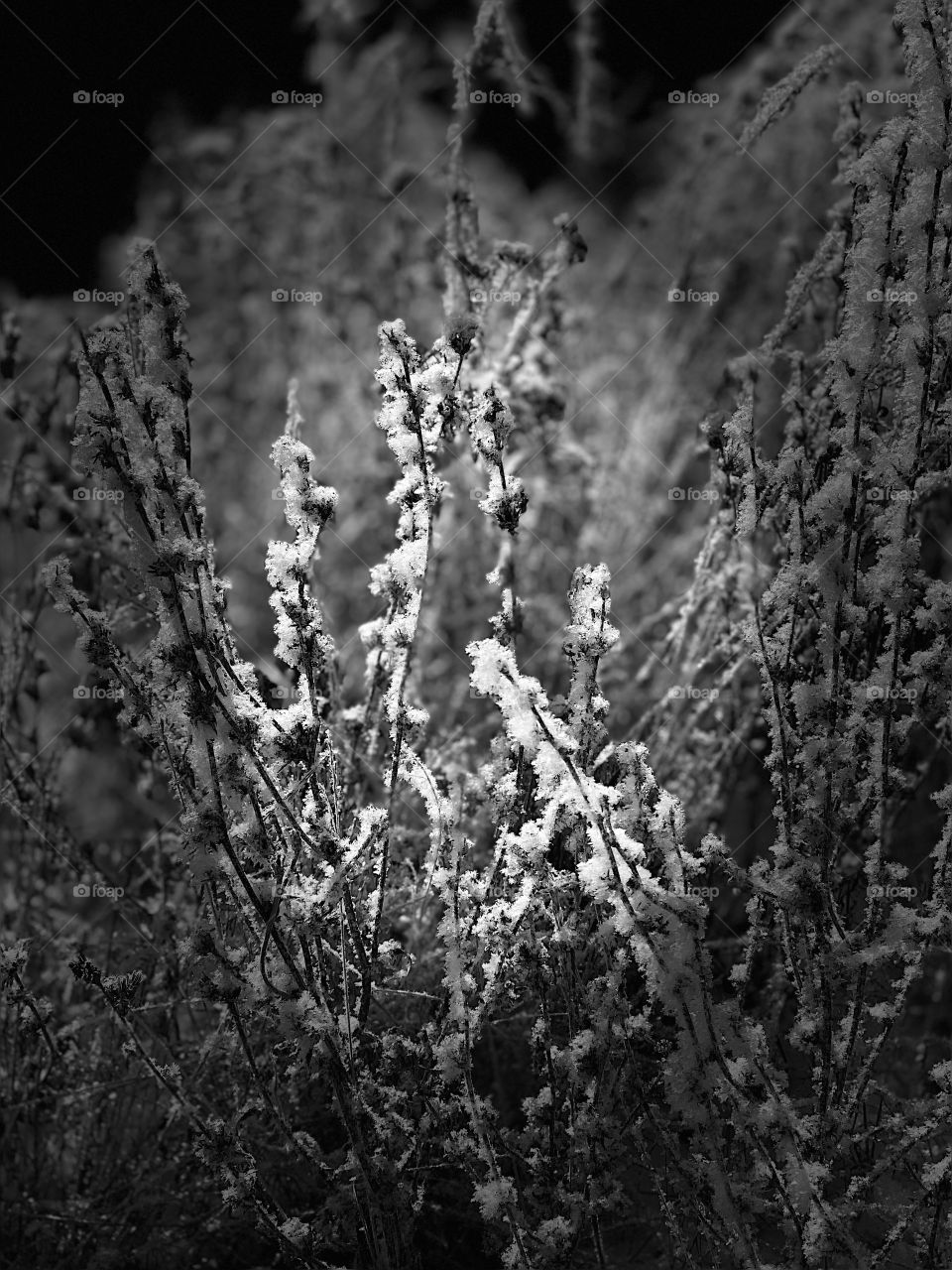The first snow covered all the bushes and twigs.