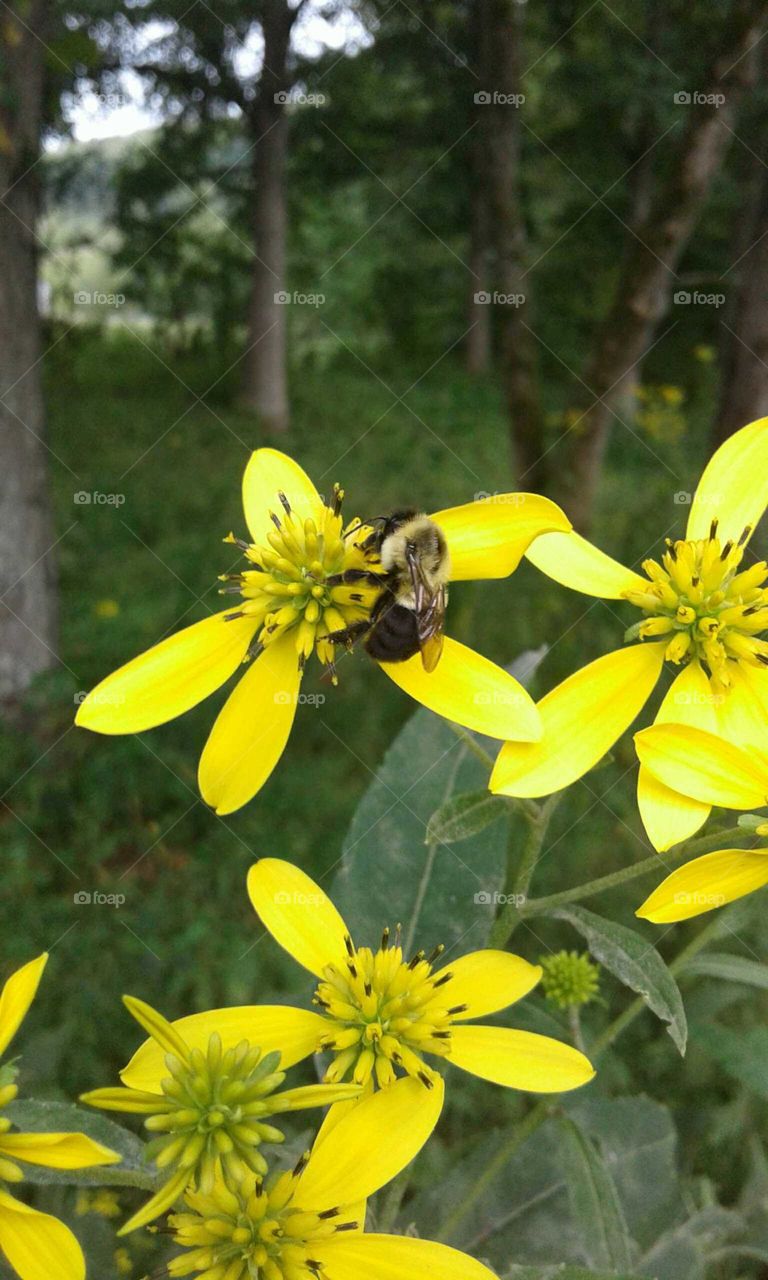 Wildflowers