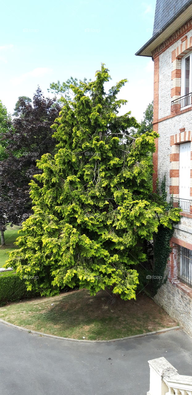 cedar tree ar Bagnoles