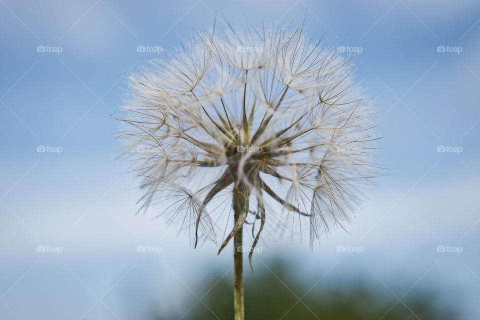 Dandelion clock against blue sky