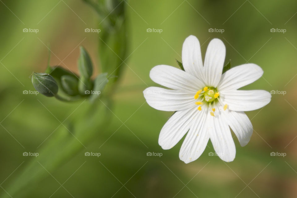 White flower with bud close-up .
Vit blomma med knopp närbild 