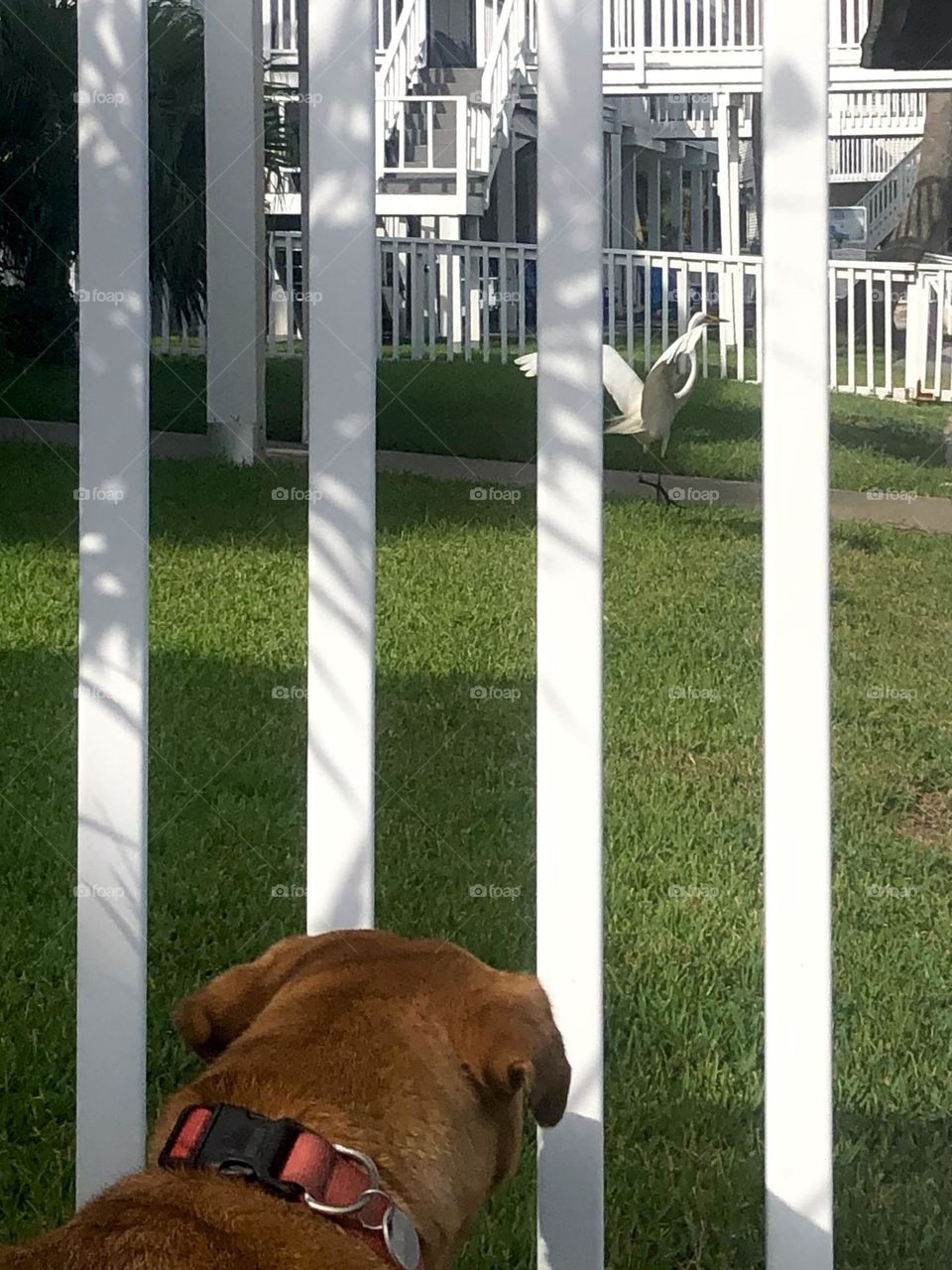 Someone is not happy! Penny can’t get the white egret through the white bars down at the bay house!