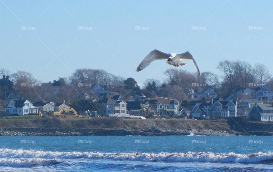 bird catching fish and flying over ocean