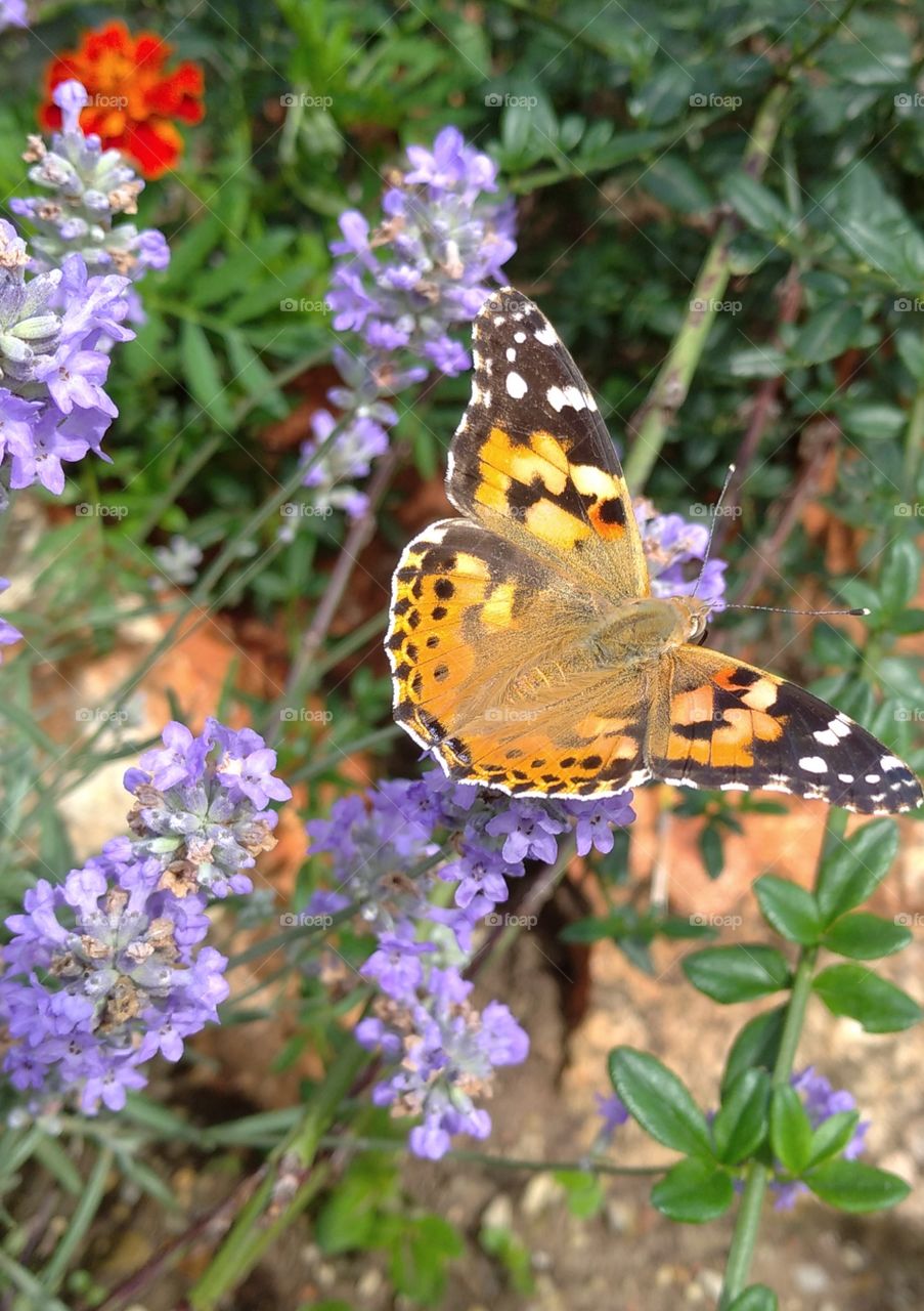 Butterfly on lavander