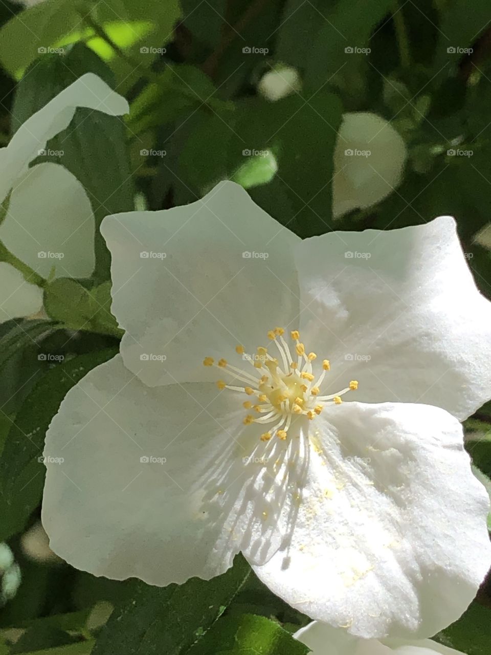 White petals on a flower
