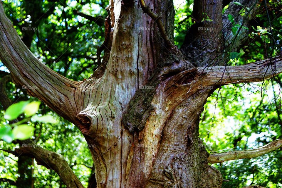 Tree and bark