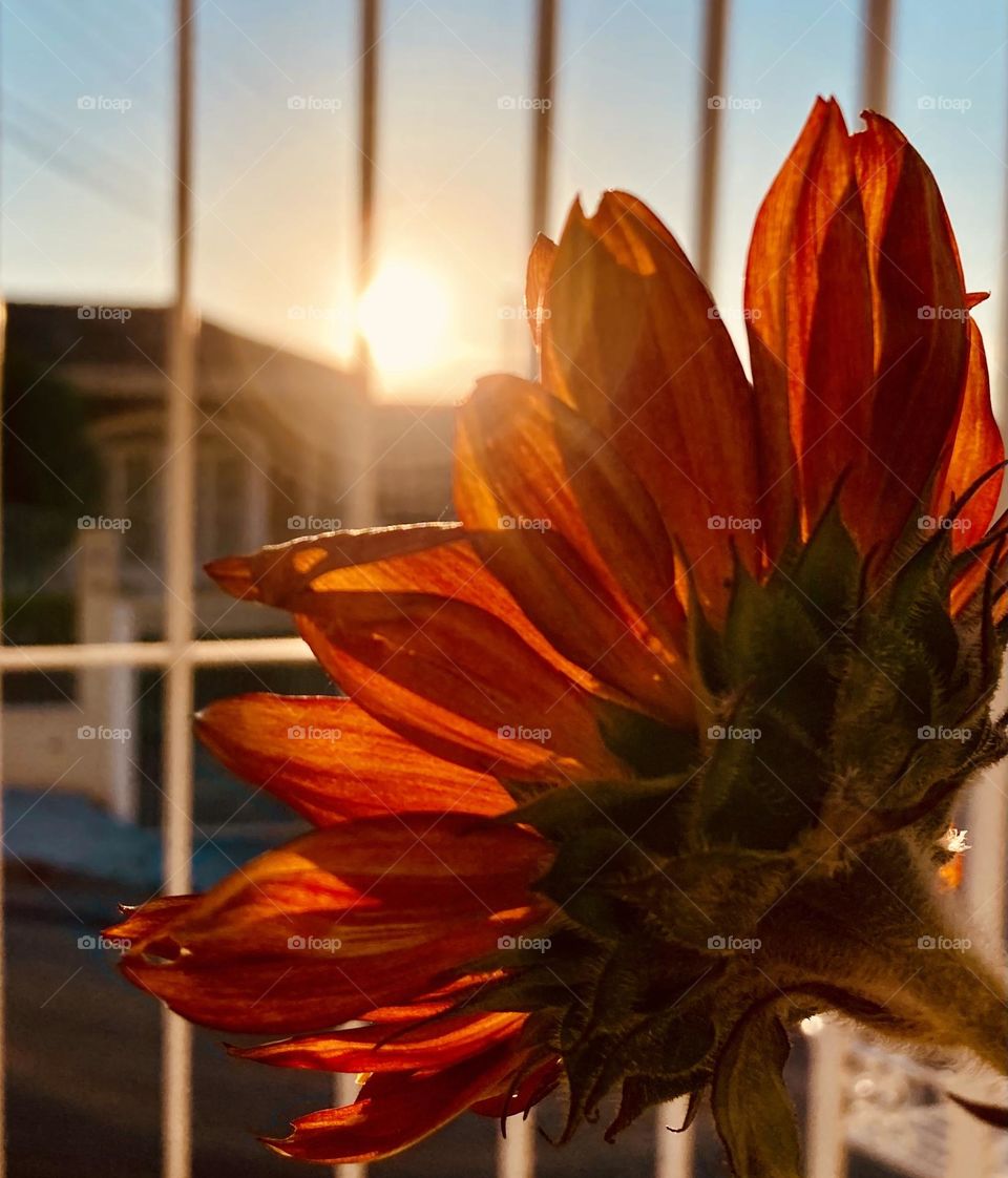 🇺🇸 Sunflowers appeared this morning looking at the city. Do they want to enjoy the sun and show their beauty even more? / 🇧🇷Os girassóis apareceram nesta manhã olhando para a cidade. Será que querem aproveitar o sol e mostrarem ainda mais a sua beleza?