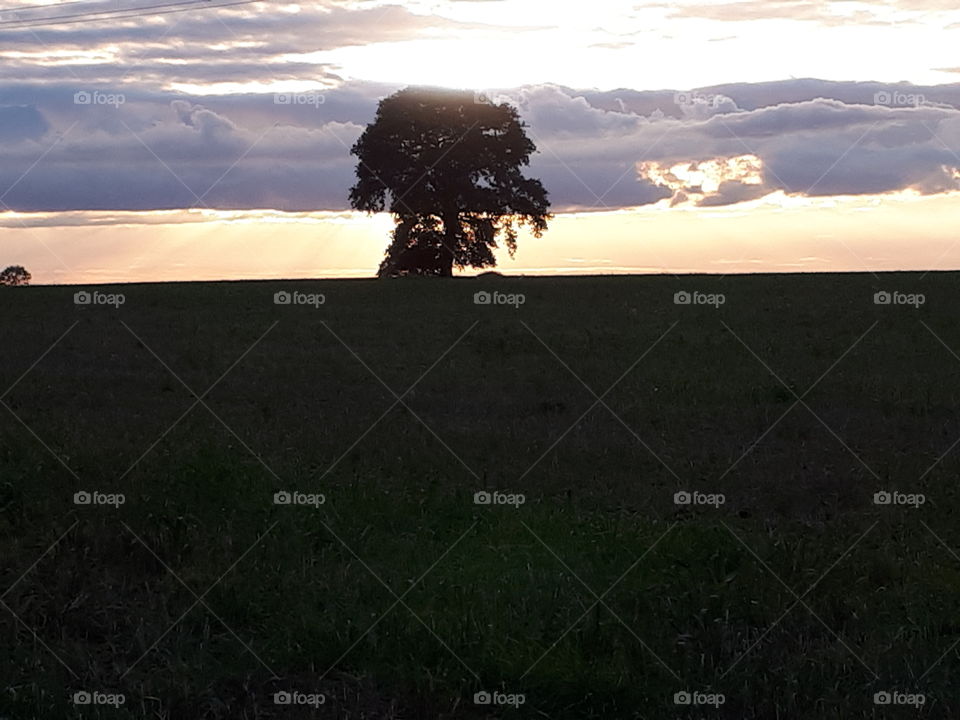 Clouds And A Tree At Dusk