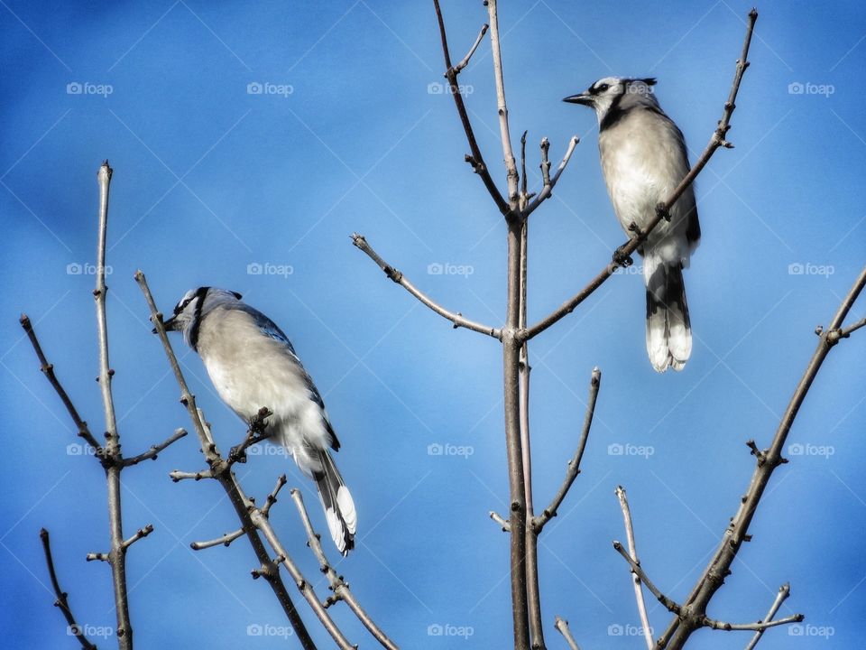 Spring is in the air    Blue Jays