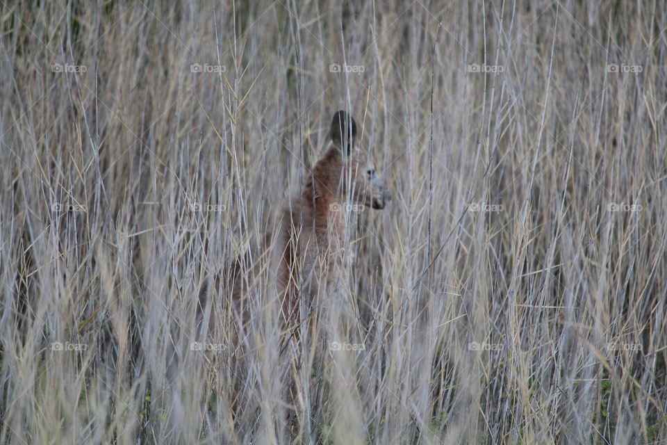 big old grey kangaroo hiding in the grass