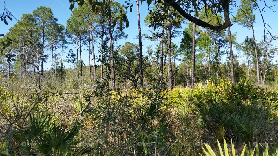 Florida Longleaf Pine