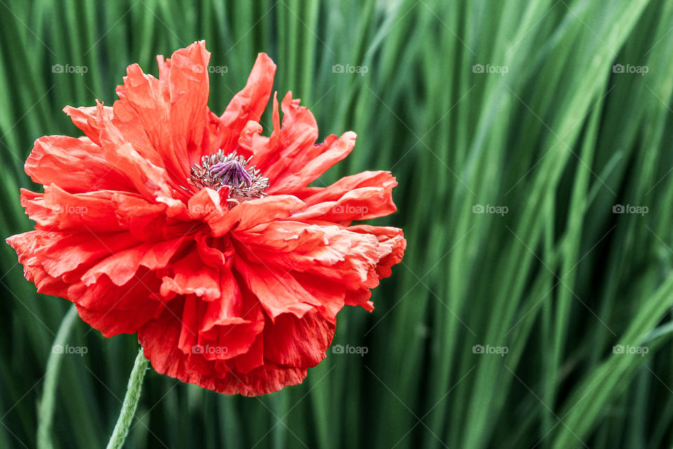 Close-up of red poppy flower