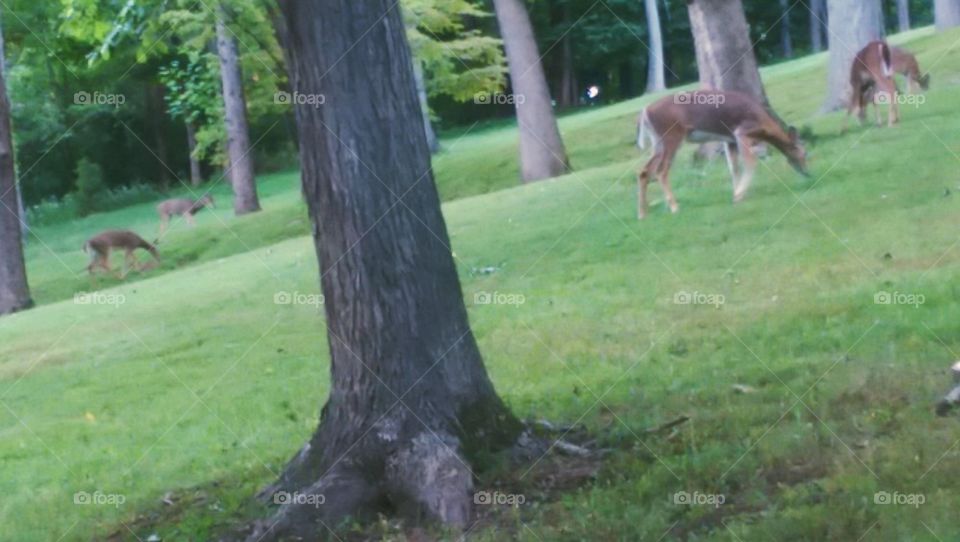 Grazing Deer 