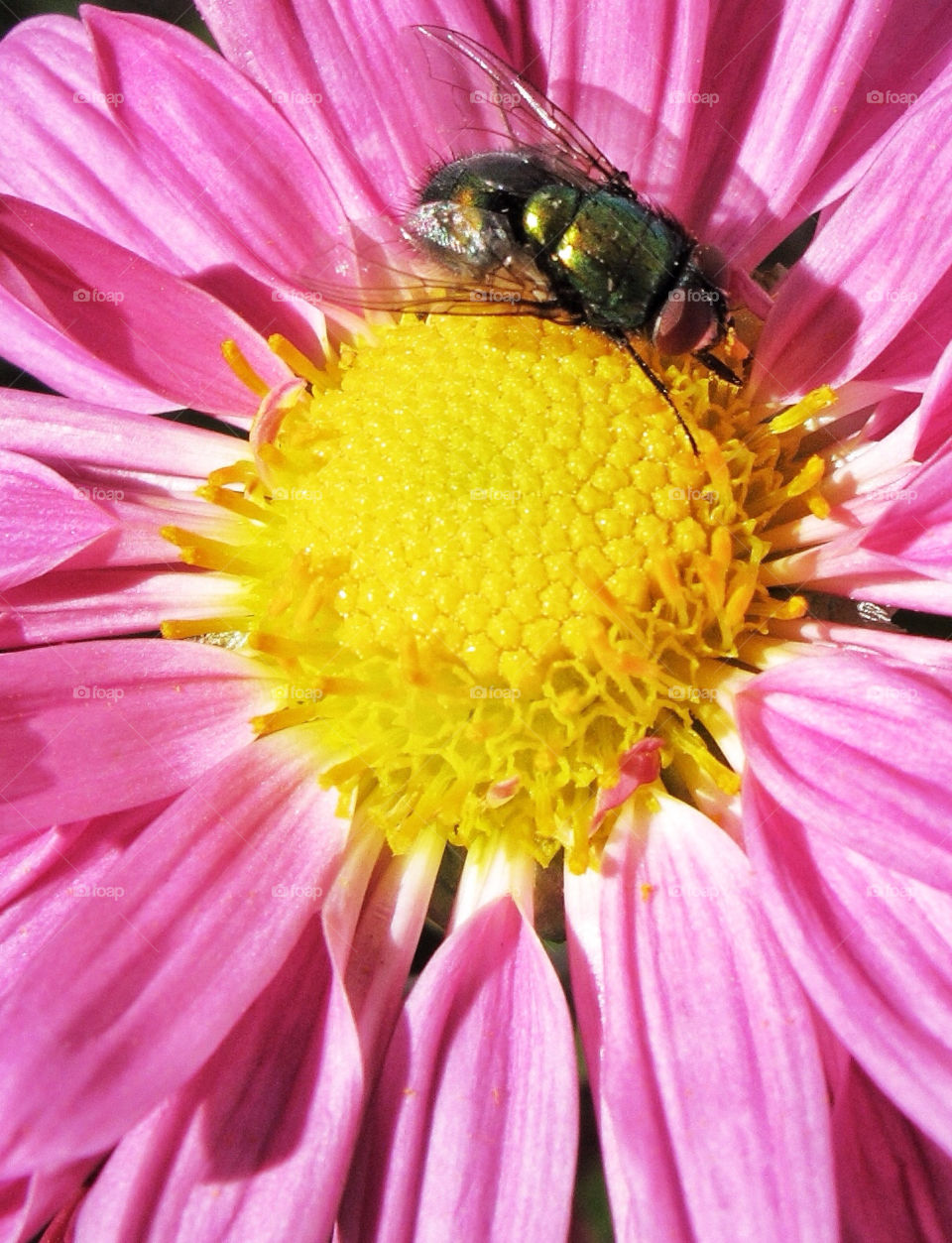 pink flower close fly by delvec