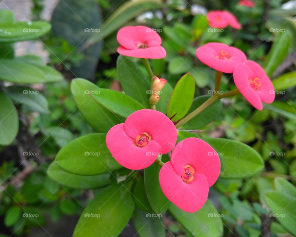 Pink flower on the park