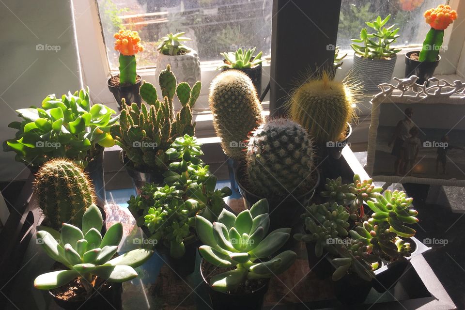 Cactus, Houseplant, Pot, Garden, Flower