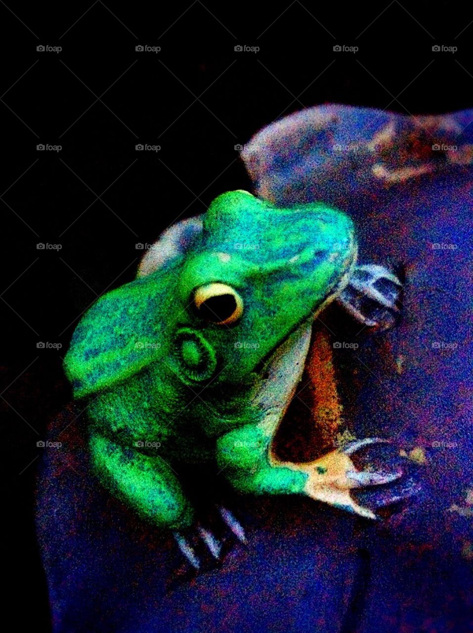 Frog