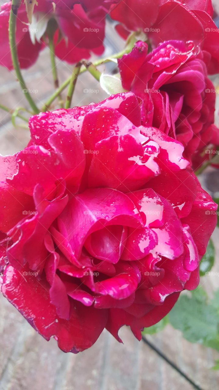 Roses after the rain
