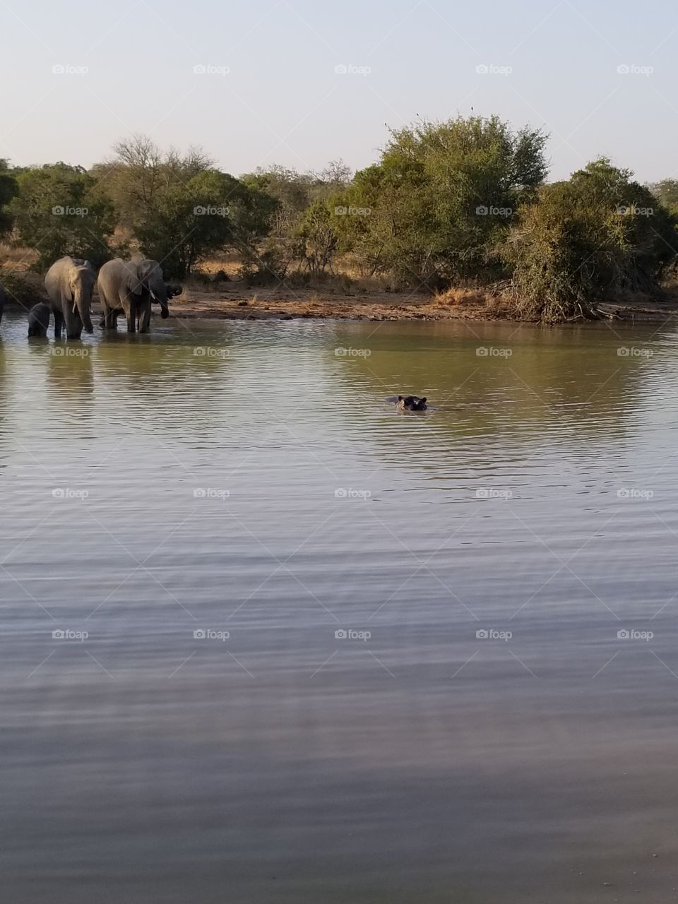 Elephants drinking for the watering hole, as a hippo swims