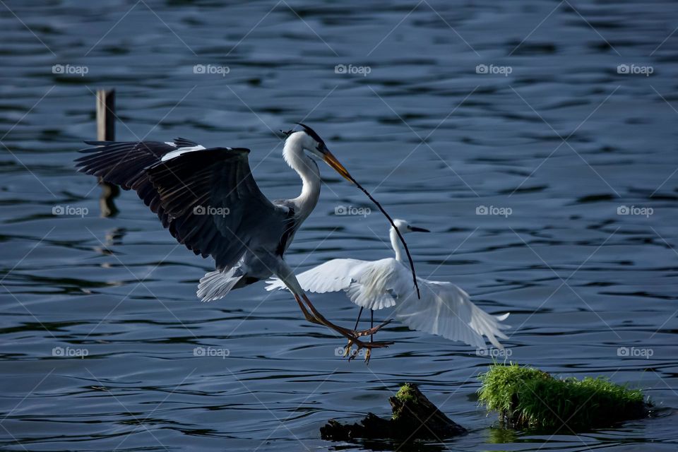 Grey heron with stick in it’s peak flying back to the tree to make a nest.