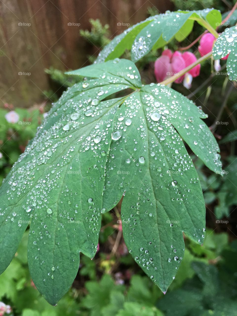 Close up view of raindrops on Dicentra leaves of the plant in the garden with Dicentra flowers in the background 