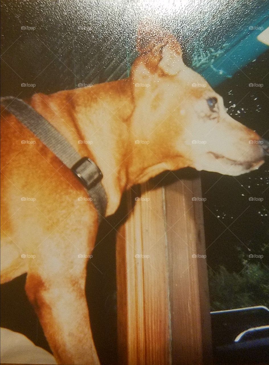 Chevy Short. Loving companion, sweetie pup, trucker buddy, min pin extraordinaire for 18 years.