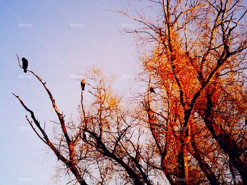 Birds &  Branches