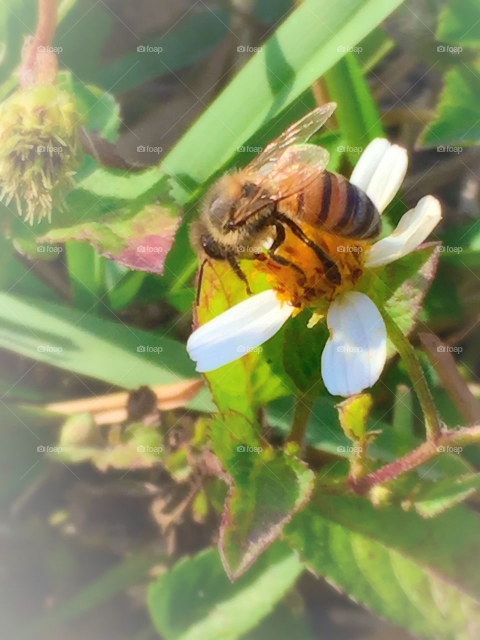I <3 bees