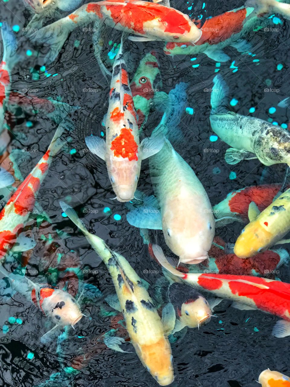 Many Koi fish Carp fish in red and orange color but some of them are special color in white silver and yellow golden color. Fish swimming in dark blue water pond pool in park garden.