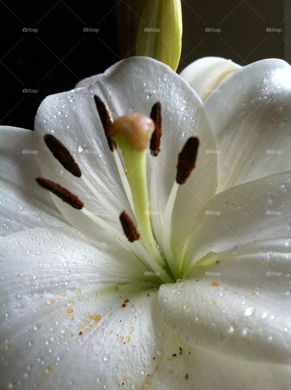 garden pollen flower white by jeanello