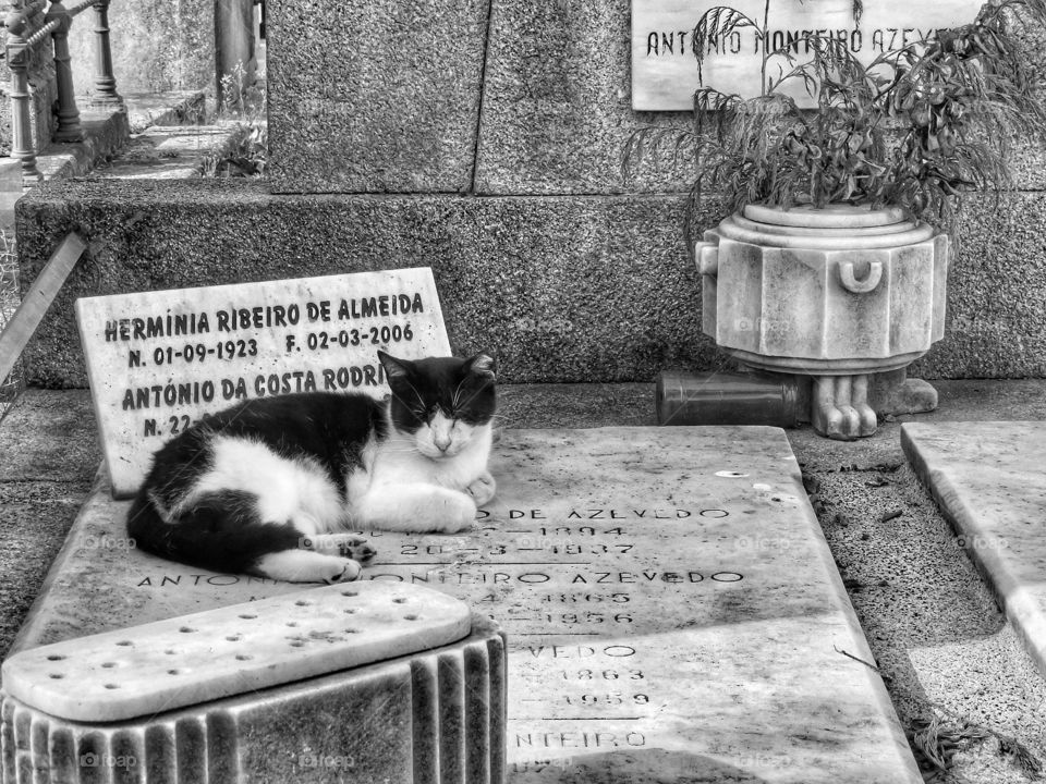 Agramonte cemetary cat Porto