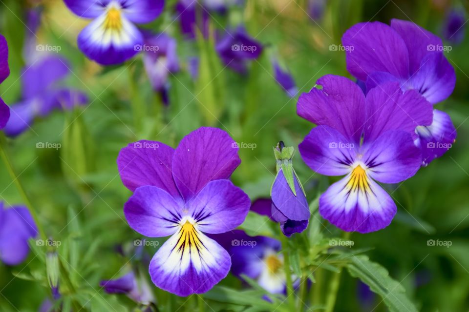 Purple flowers 