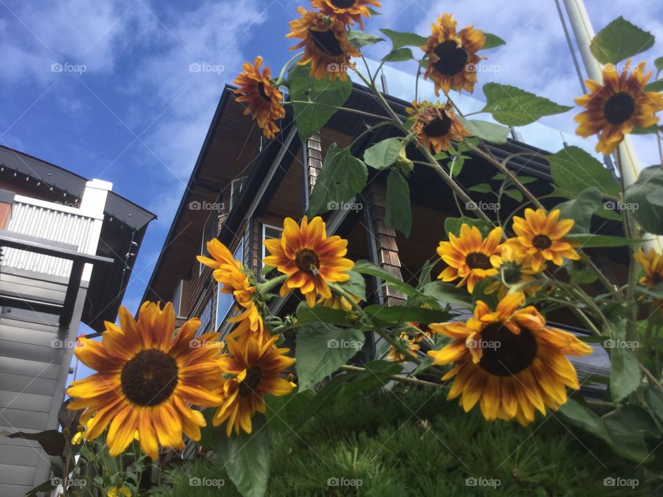 Sunflowers in a garden in White Rock on a sunny day 