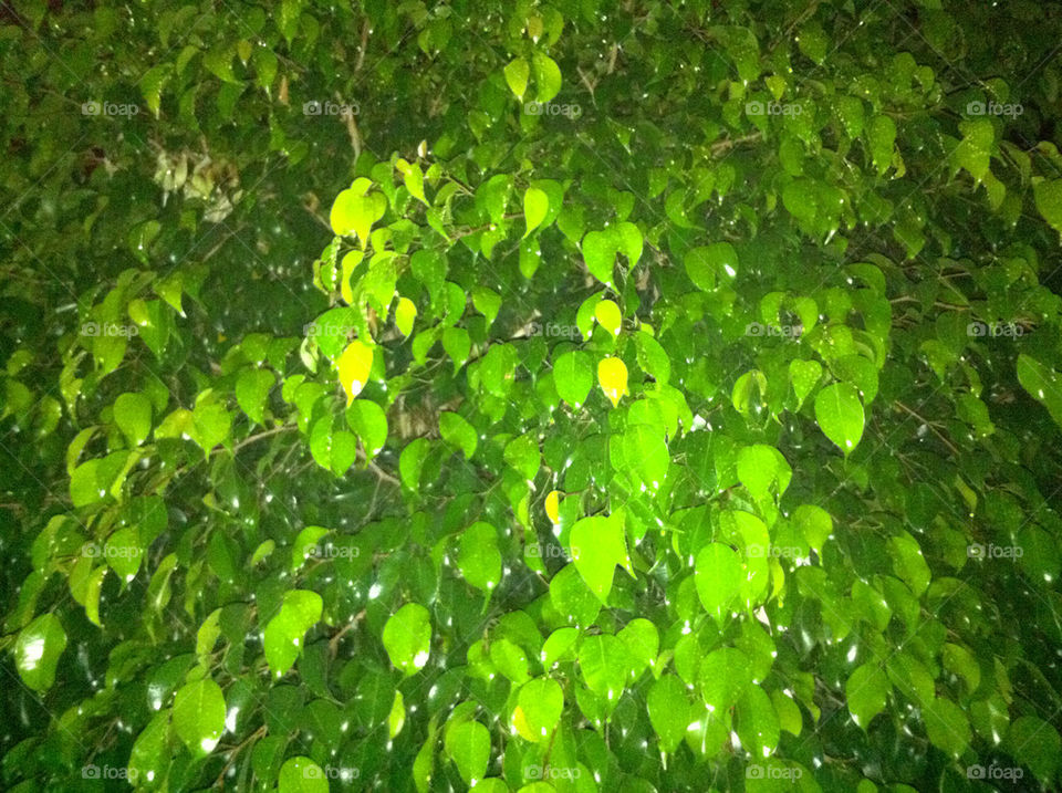 green tree lluvia arbol by itorino