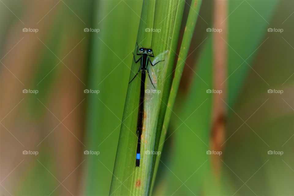 blue dragonfly on a green leaf macro close up picture