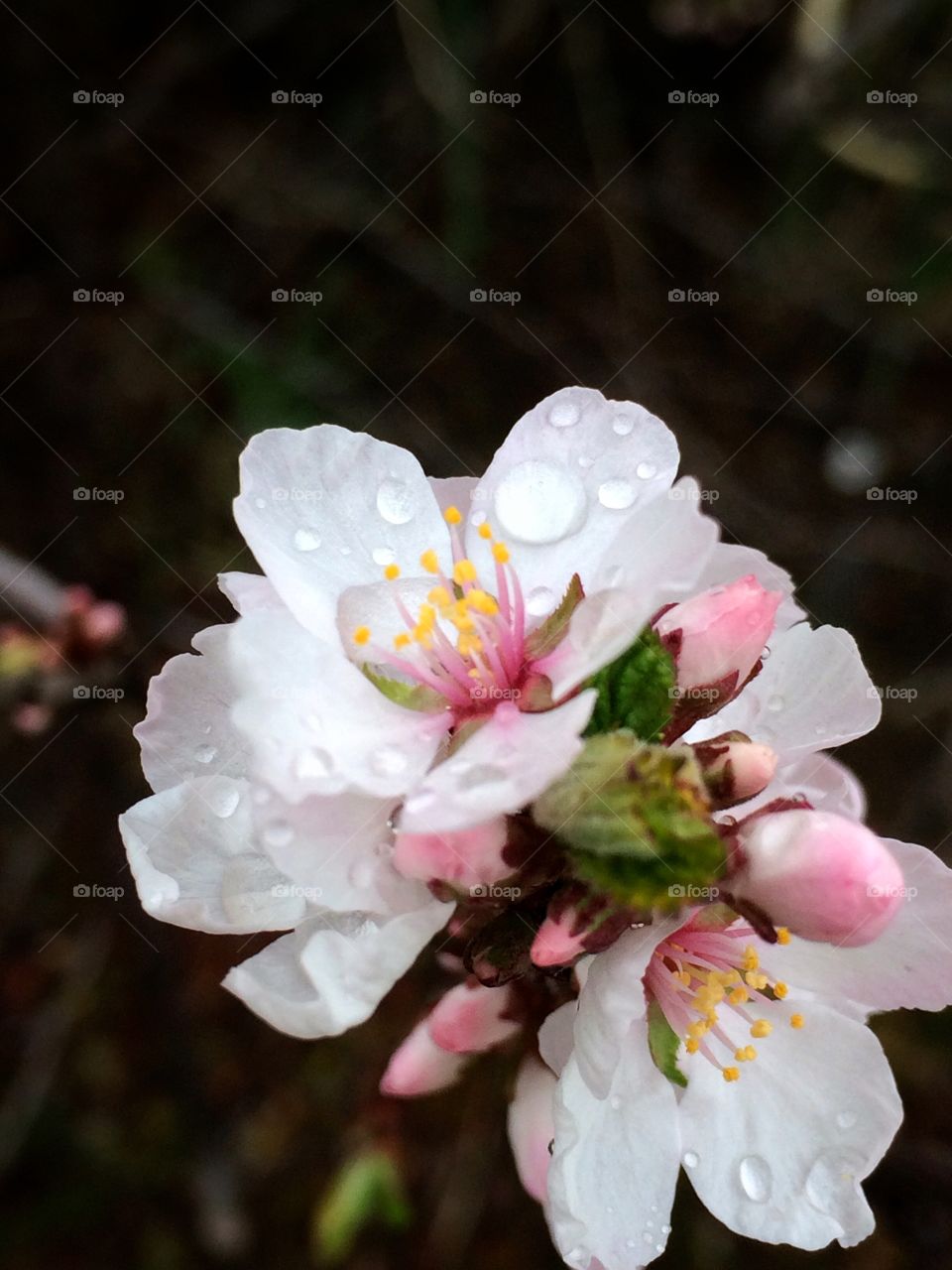Close up of cherry flowers after the rain 