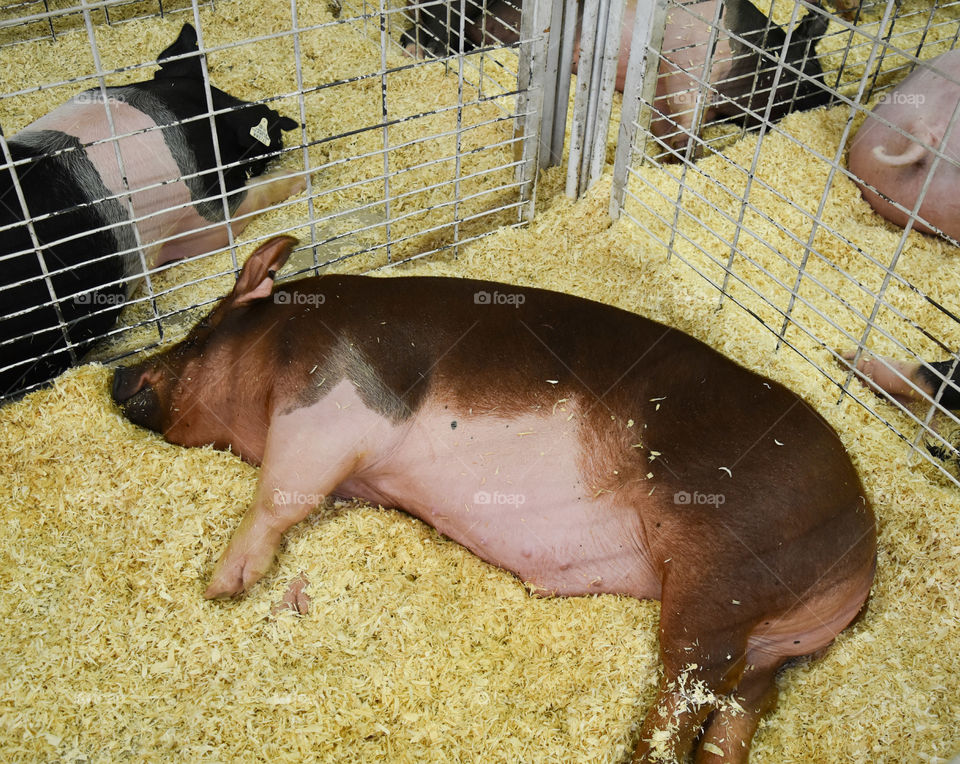 Sleeping pig at the state / county fair