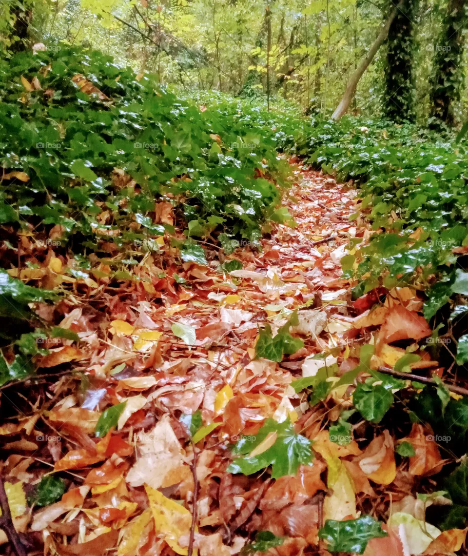 forest
