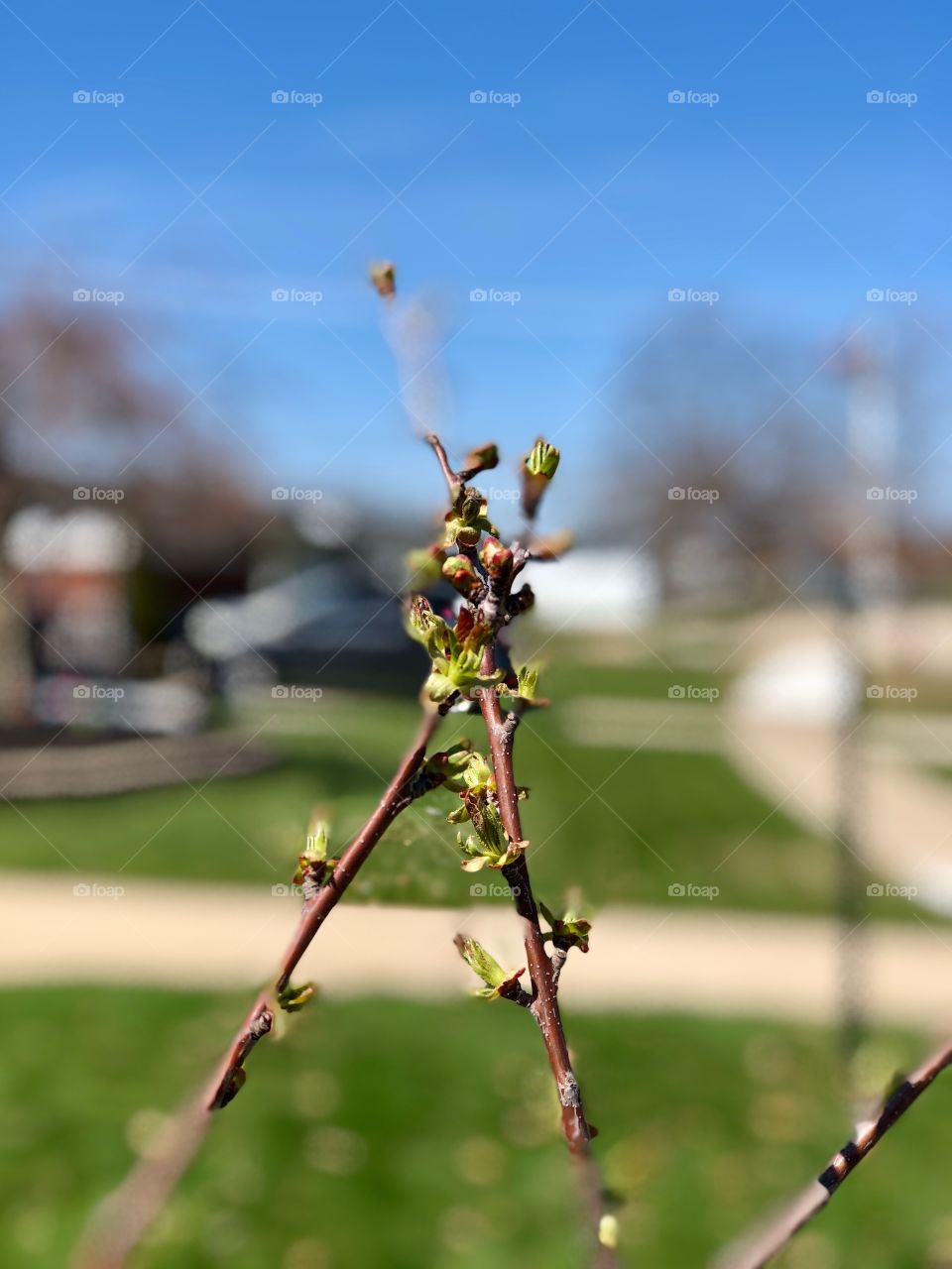 Cherry tree in front yard