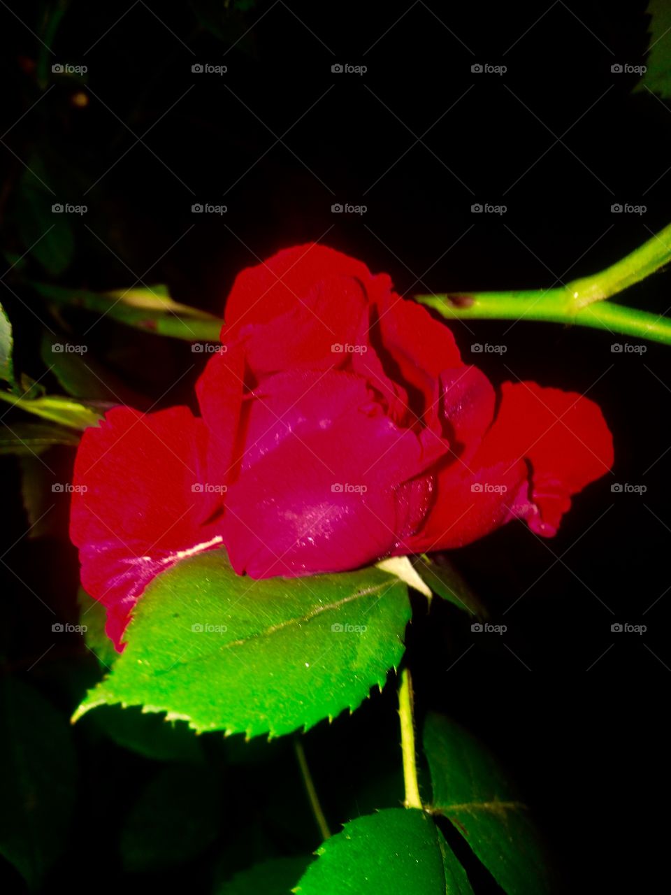 night rose