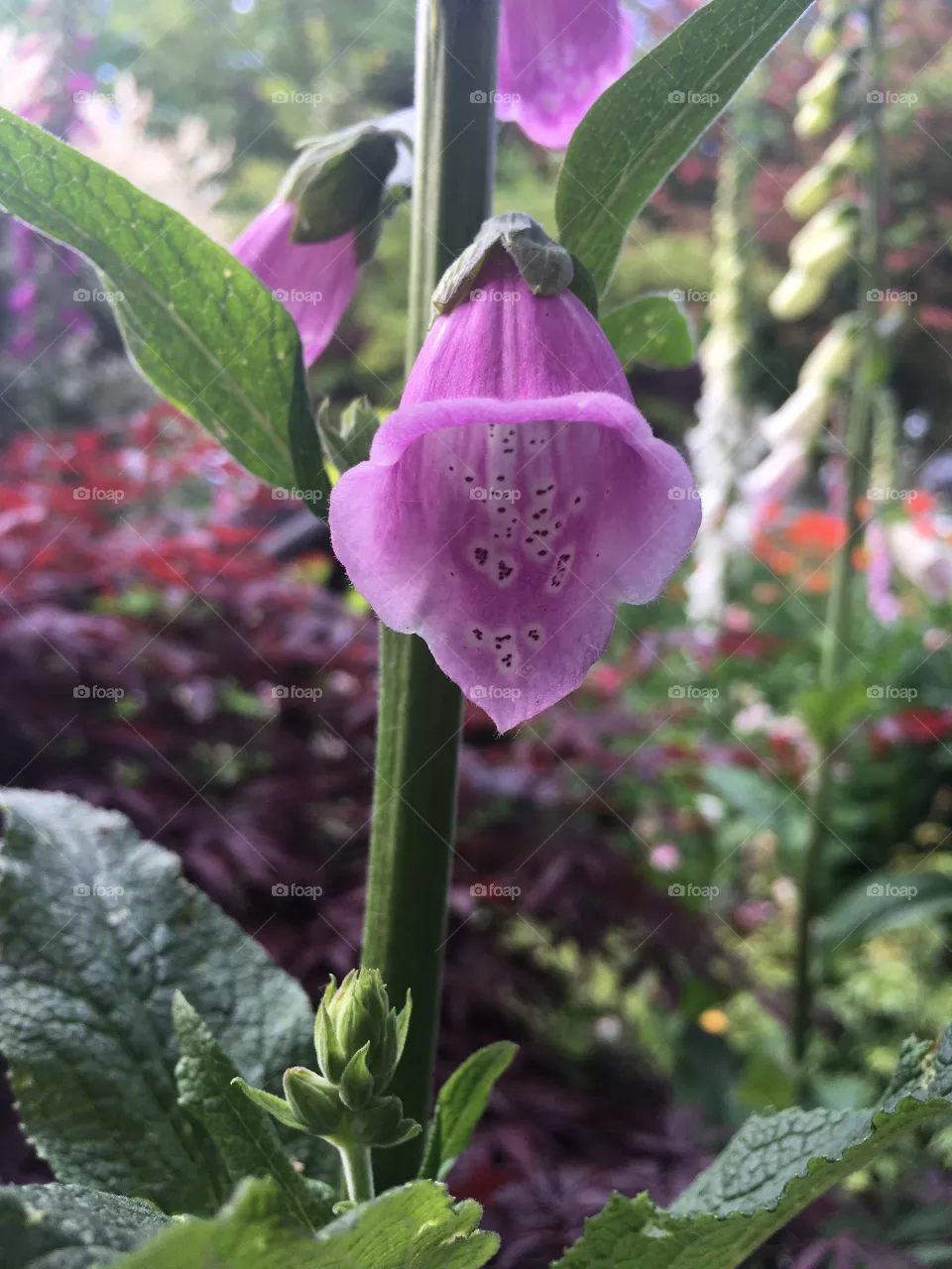 Beautiful flower purple 