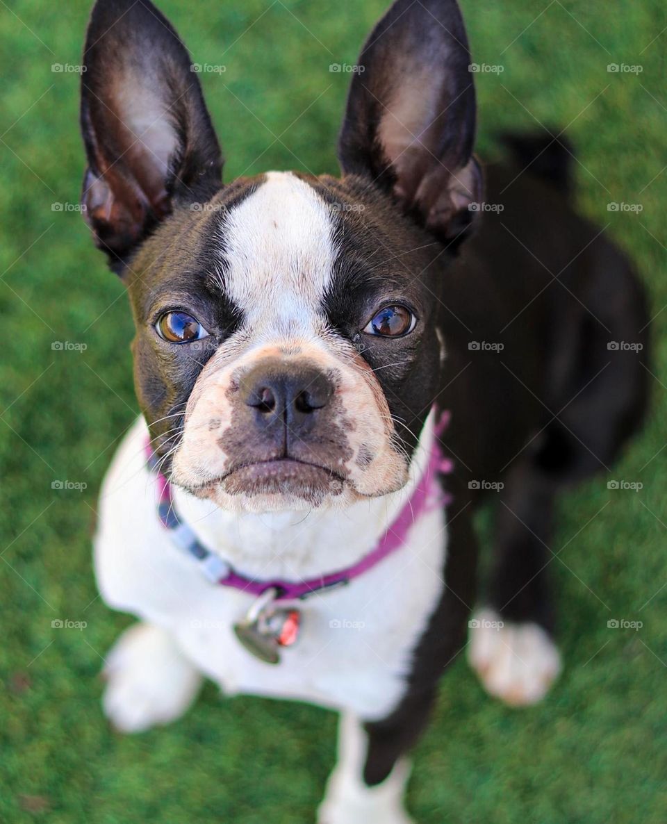 Portrait of a Boston Terrier 