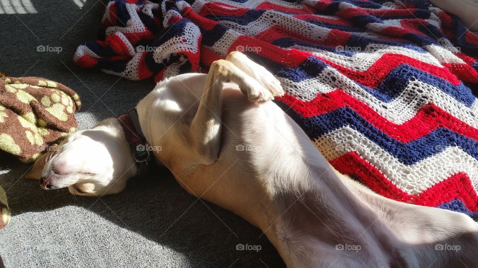 Soaking up the Sun. Our pretty girl laying in the window directly in the sun!!